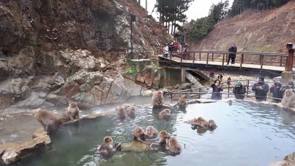 Liburan Ke Jepang//Uniknya Pengalaman di Jigokudani Snow Monkey Park, Nagano