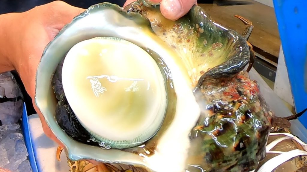 GIANT SEA SNAIL Sashimi Seafood - Japanese Street Food