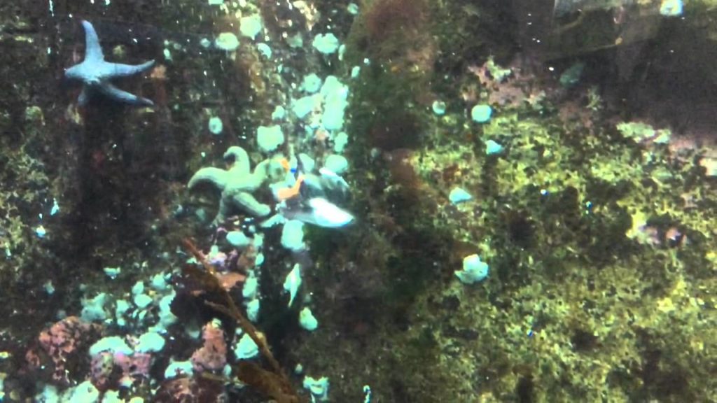 上手に潜るねえ