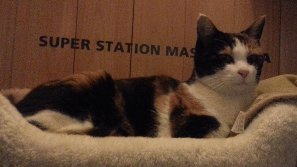 One Japan #95 Cat Station Master in Wakayama 日本全国電車で!猫の駅長 One Japan #95 Cat Station Master in Wakayama 日本全国電車で!猫の駅長