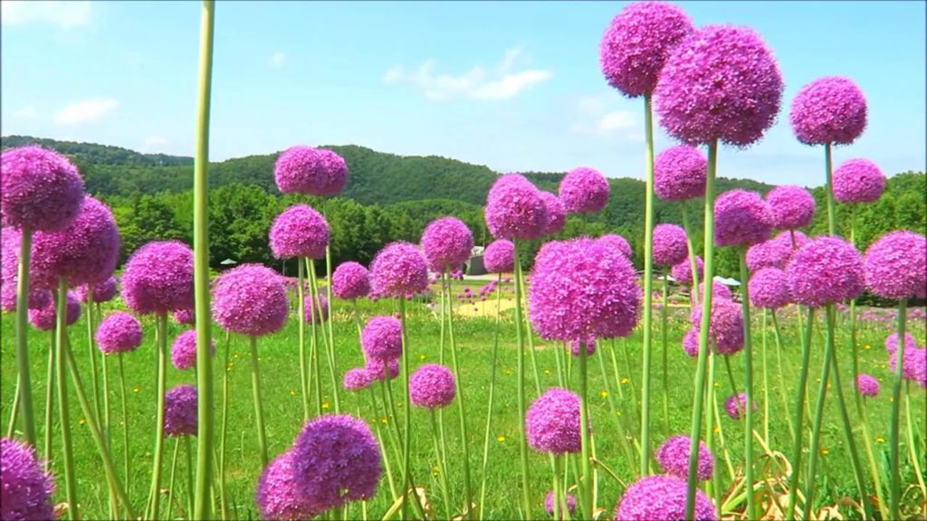 Amazing Takino Suzuran Hillside National Government Park, Sapporo, Hokkaido, Japan