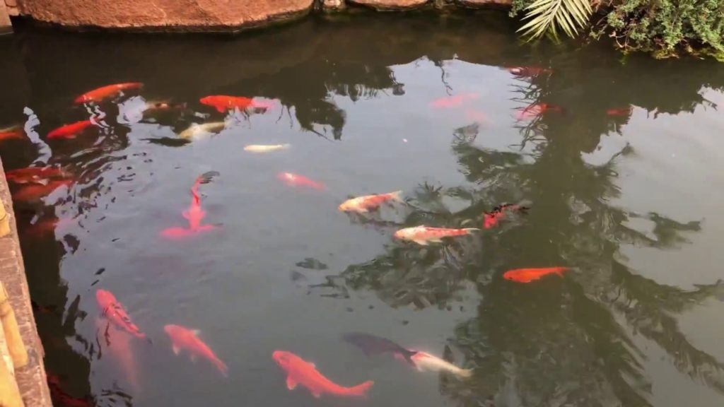 Beautiful Fishes in Pu La Deshpande garden @ Pune