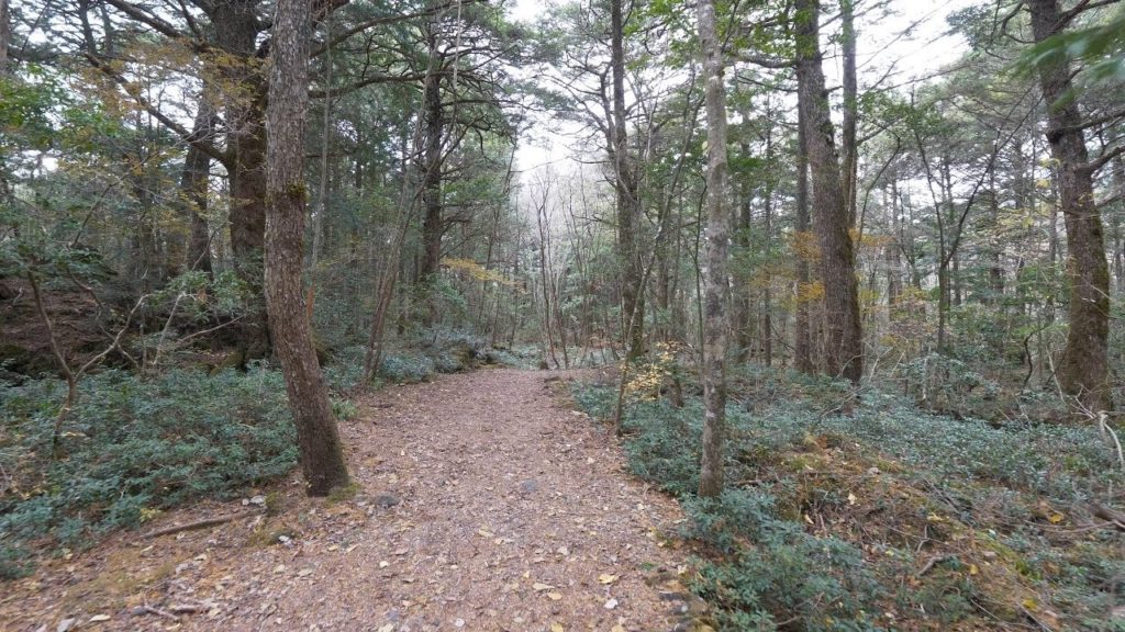 【4K】Aokigahara forest near mt. Fuji