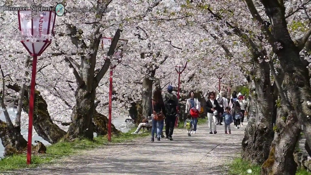 Ngắm hoa anh đào rụng ở Nhật | Anh2 TV - Những hành trình chưa trọn vẹn