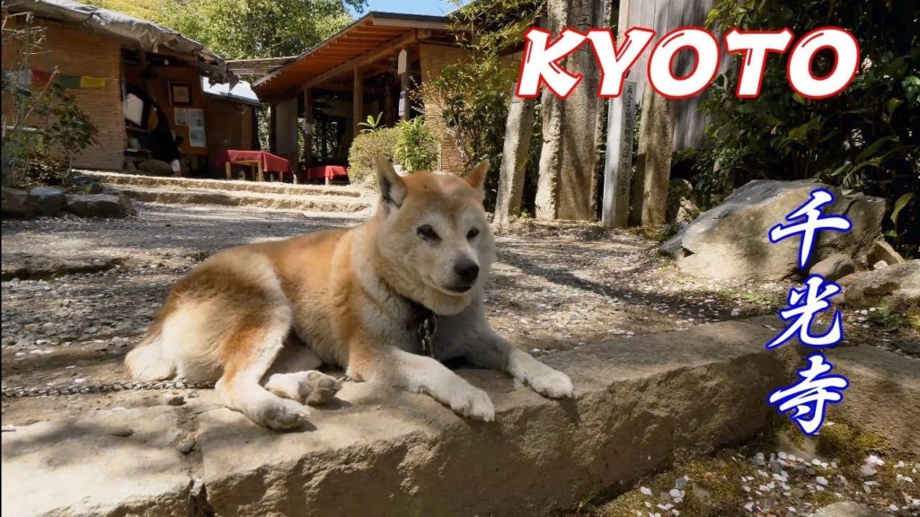 ZEN MEDITATION TEMPLE IN ARASHIYAMA KYOTO 2019 SPRING – 4K 60FPS HDR ZEN MEDITATION TEMPLE IN ARASHIYAMA KYOTO 2019 SPRING - 4K 60FPS HDR
