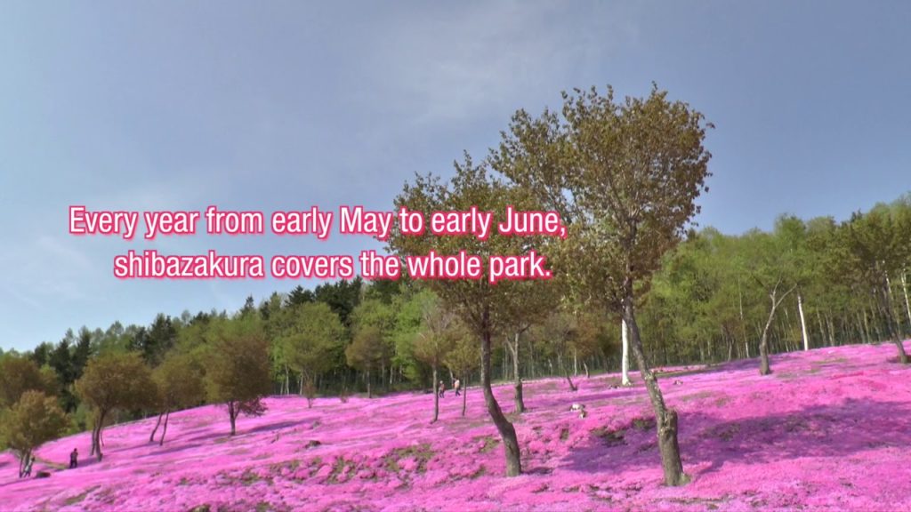 YOKOSO Japan Tour -- Shibazakura moss phlox Bloom at Takinoue Park (滝上芝樱公园) --E19