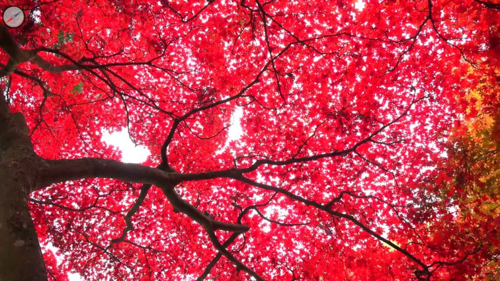 Ghé thăm chùa ở Nhật mùa lá đỏ | Anh2 TV - Những hành trình chưa trọn vẹn