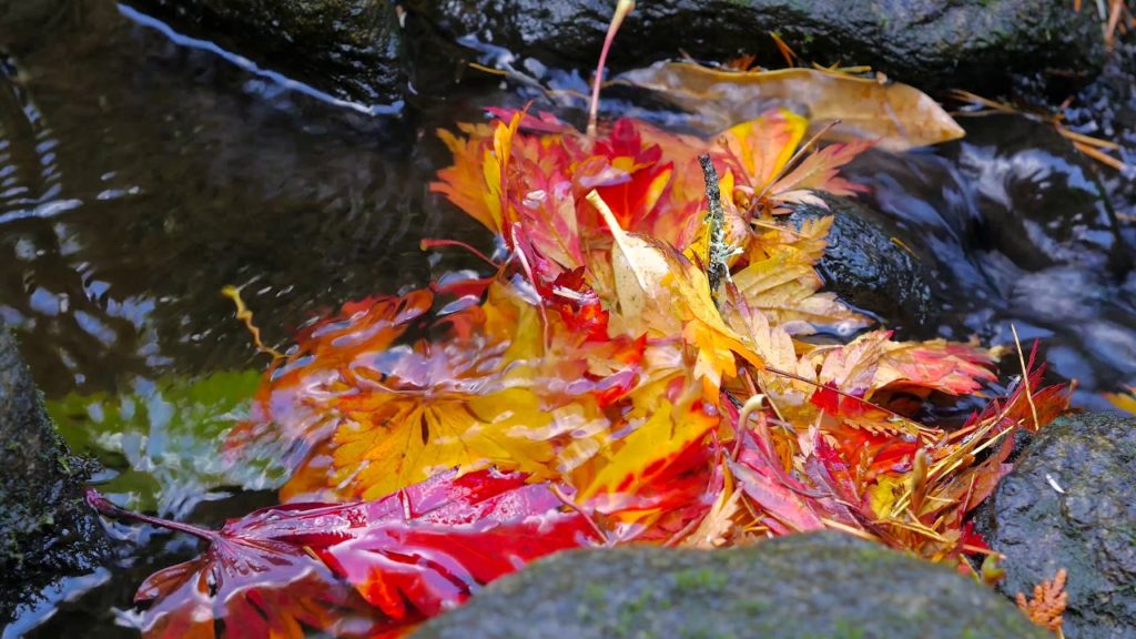 Mùa thu ở Nhật | Anh2 TV - Những hành trình chưa trọn vẹn