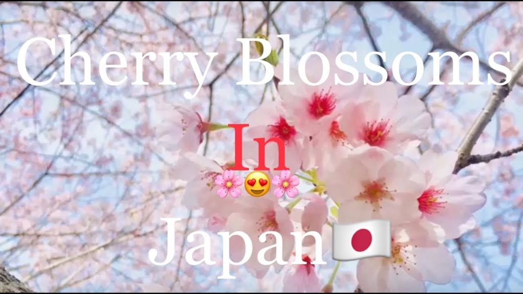 #1 Spring in Japan #cherryBlossoms #OrenoTV