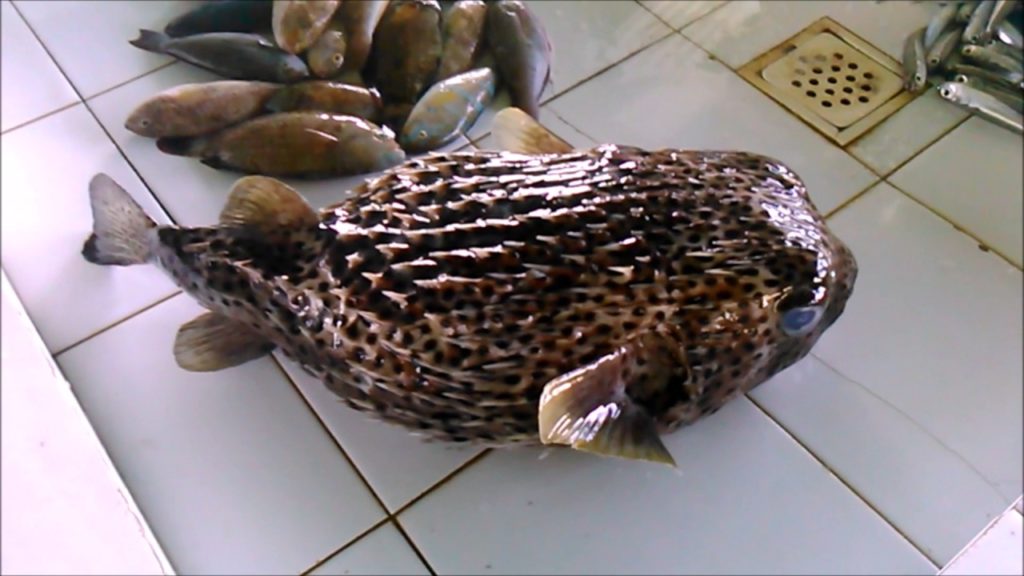 Fish Markets In The Philippines - What To Expect