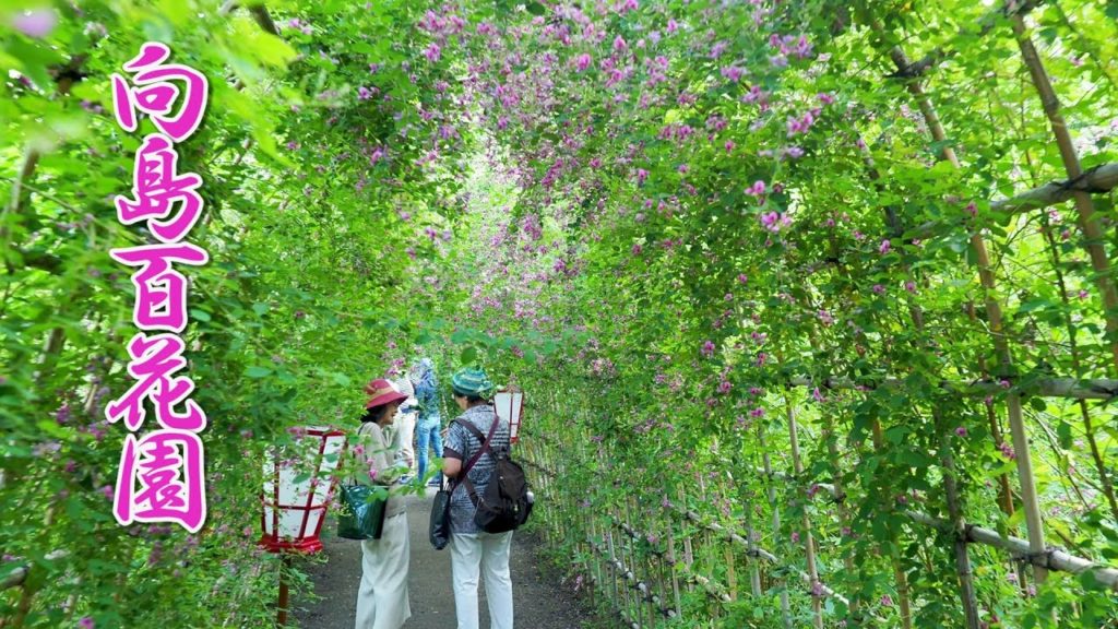 TOKYO. Hagi (Bush clovers) in Mukojima-Hyakkaen Gardens. 向島百花園 #4K
