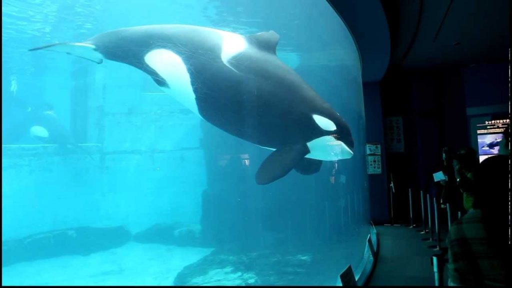 Nagoya Aquarium: Killer Whale
