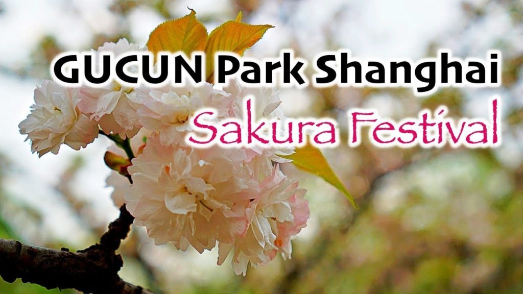 SAKURA FESTIVAL at Gucon Park - Shanghai, China