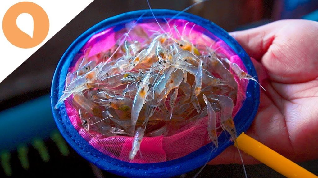 EATING SALAD MADE OF LIVE SHRIMP - EXOTIC CHIANG MAI MINISERIES - EPISODE #1