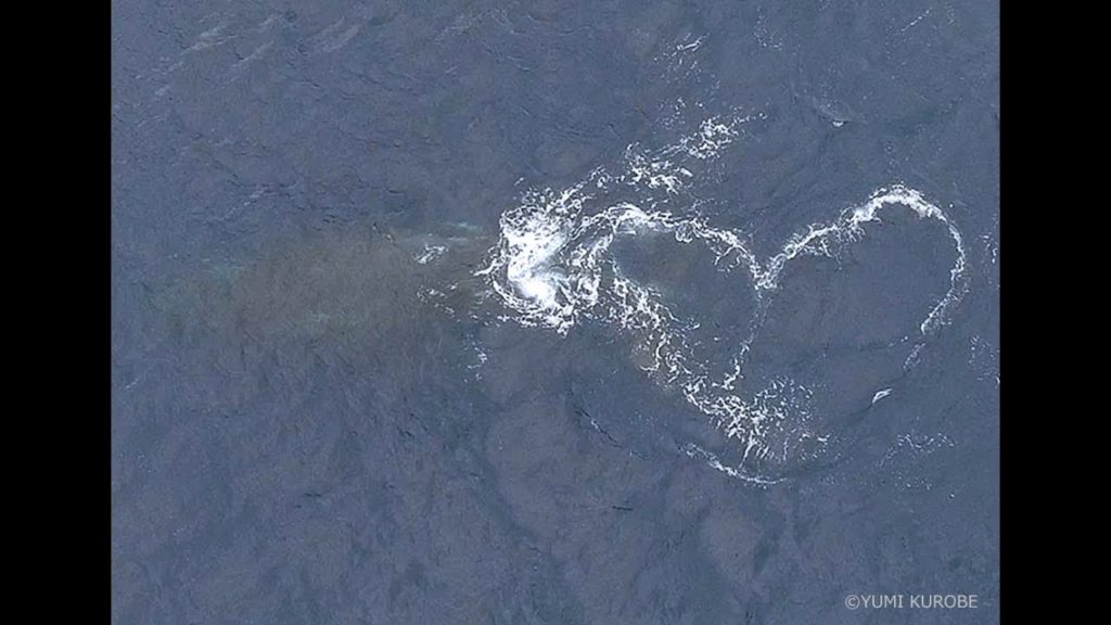 Humpback Whale ☆OKINAWA（DJI Phantom4-Drone）