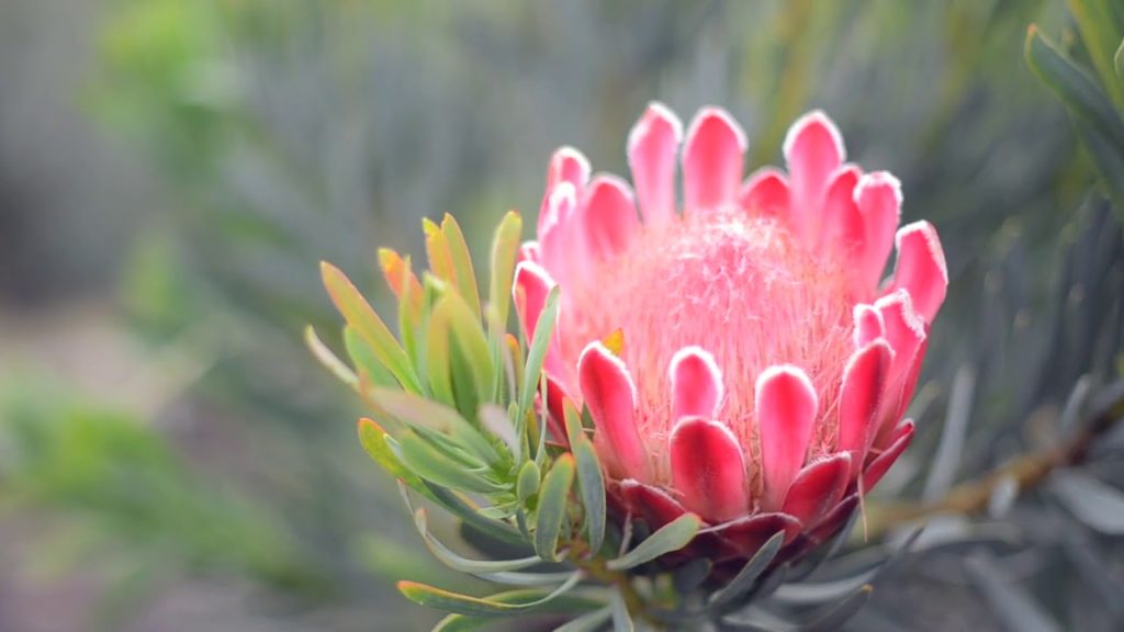 Meet the Makers GrowWild