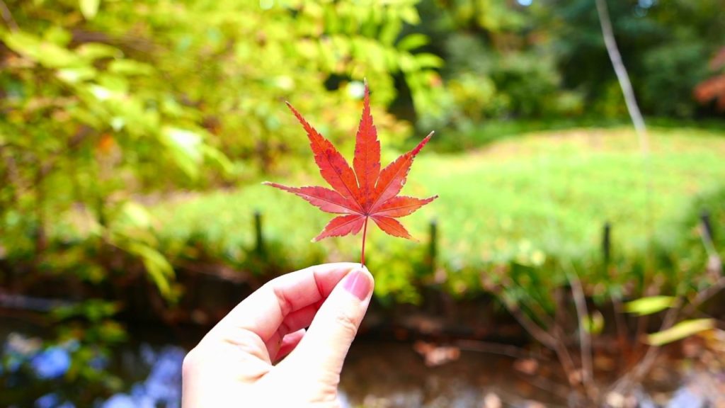 【名古屋🍁紅葉地圖】Shirotori Garden #白鳥庭園 | slowandtravel.com