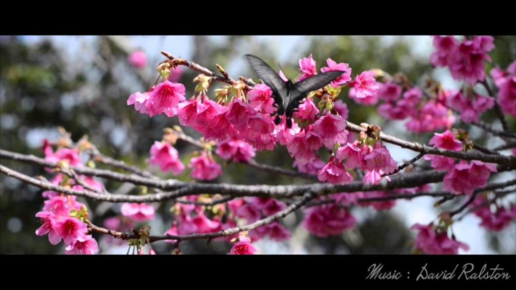 Okinawa Sakura (Cherry Blossoms)