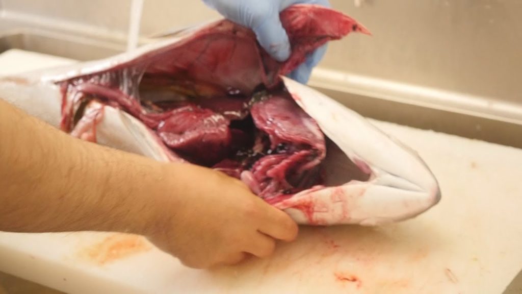 GIANT Kingfish Sashimi-Pro Fish cutting-Japanese Street Food