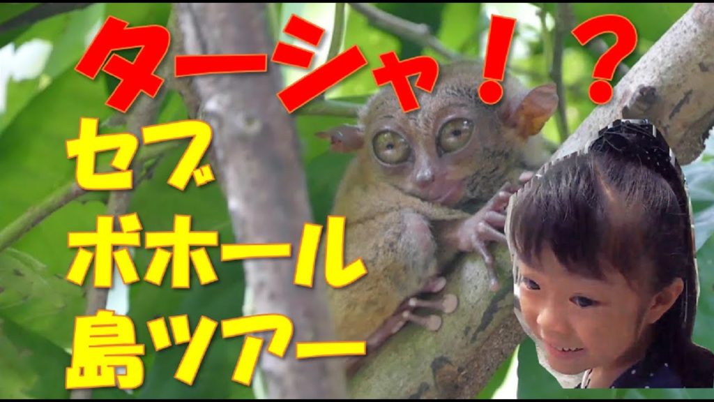 フィリピンセブ ボホール島オプショナルツアー ターシャ見学、チョコレートヒルズ、ロボク川クルーズ Philippines Cebu Bohol Island Optional Tour Review フィリピンセブ ボホール島オプショナルツアー ターシャ見学、チョコレートヒルズ、ロボク川クルーズ Philippines Cebu Bohol Island Optional Tour Review