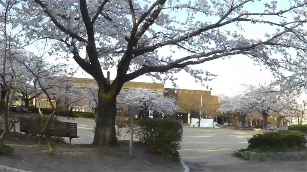 Cherry blossoms at Niigata city part4