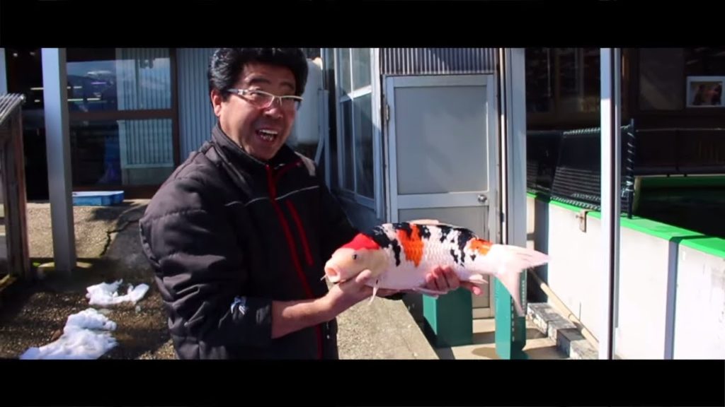 What is it like to buy Koi in Japan during the winter?