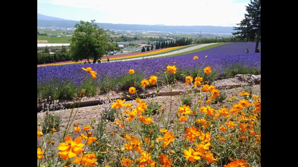 Hokkaido Trip 2013 July 北海道七月之旅