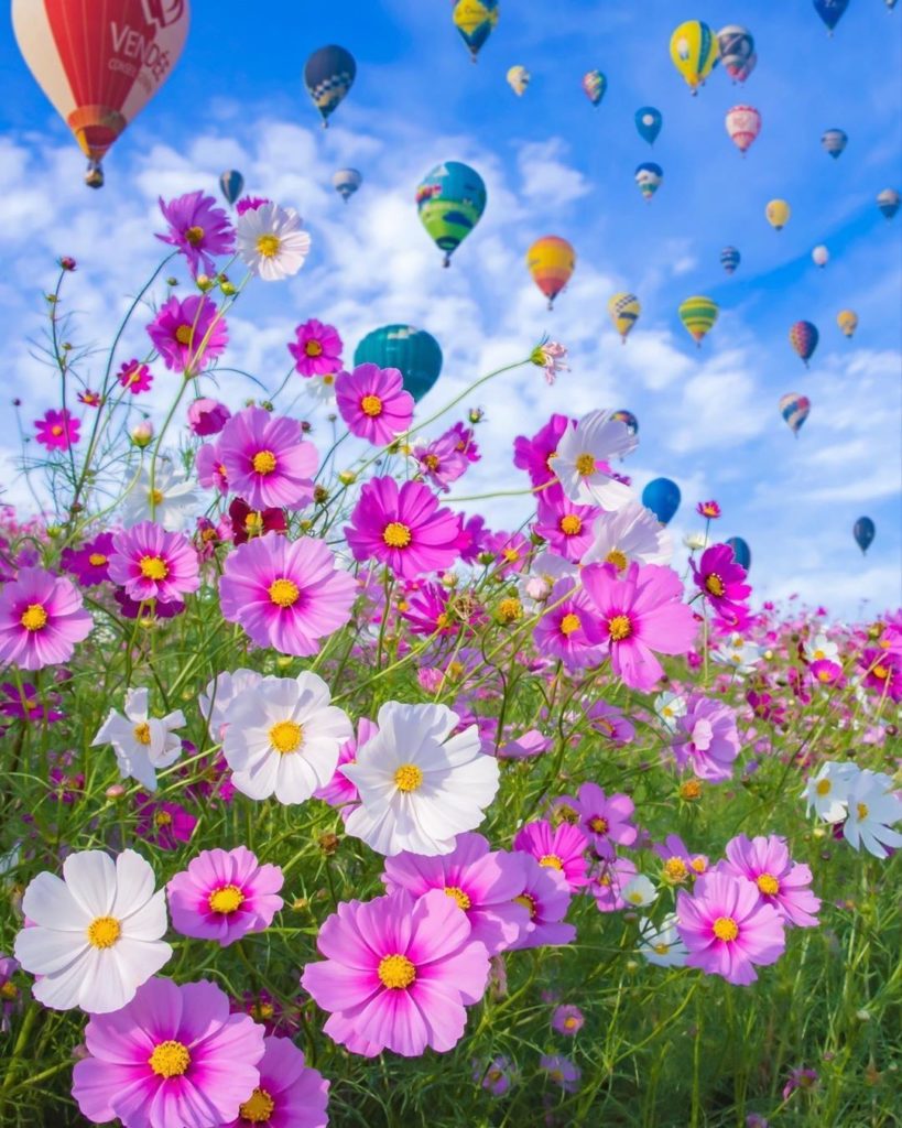 Did you know that Saga Prefecture has a hot air balloon festival? The event is k...