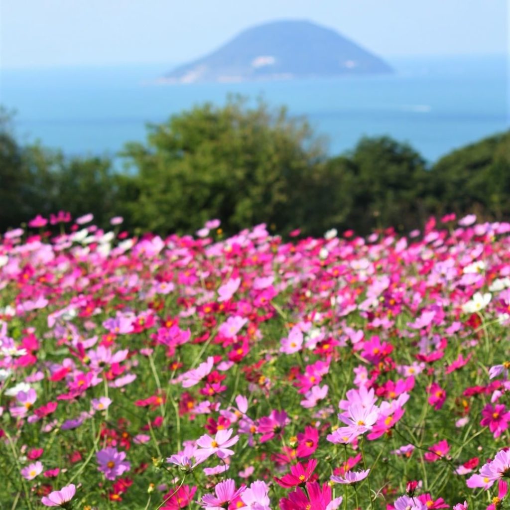 Nokonoshima is a small island with flowers blooming year-round, just a short fer...