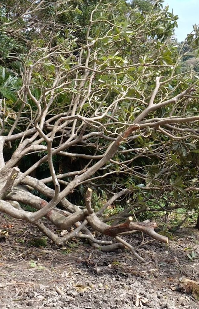 The Japan Times: Typhoon Faxai, one of the strongest typhoons ever on record to hit the Kanto reg… Typhoon Faxai, one of the strongest typhoons ever on record to hit the Kanto reg...