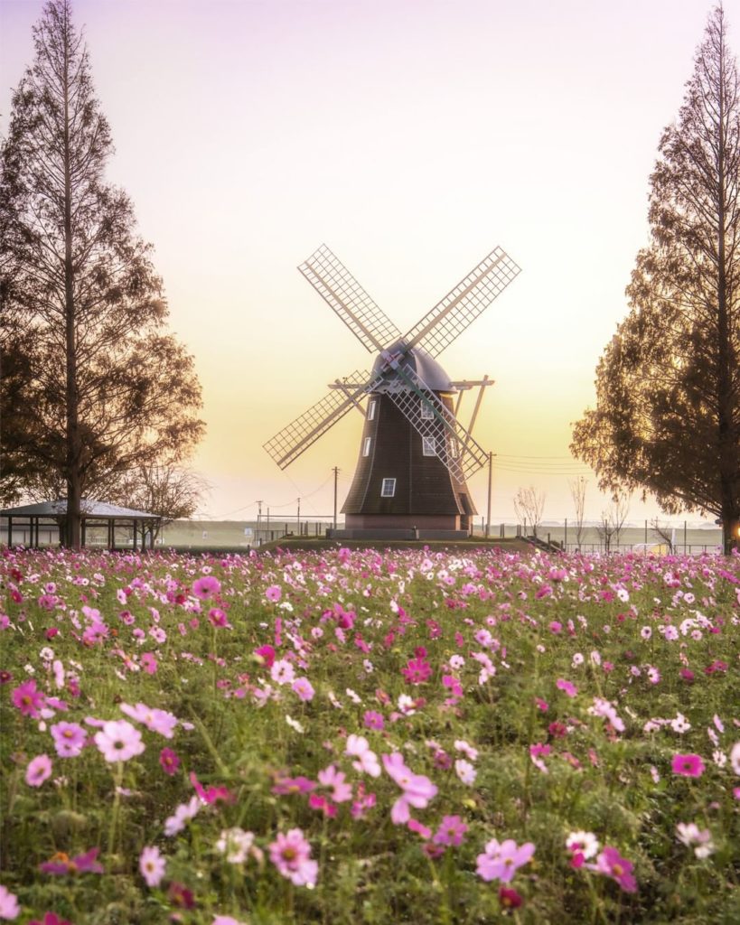 Japan Airline: .
A lone windmill watches over a field of the aptly-named cosmos flowers. Catch … .
A lone windmill watches over a field of the aptly-named cosmos flowers. Catch ...