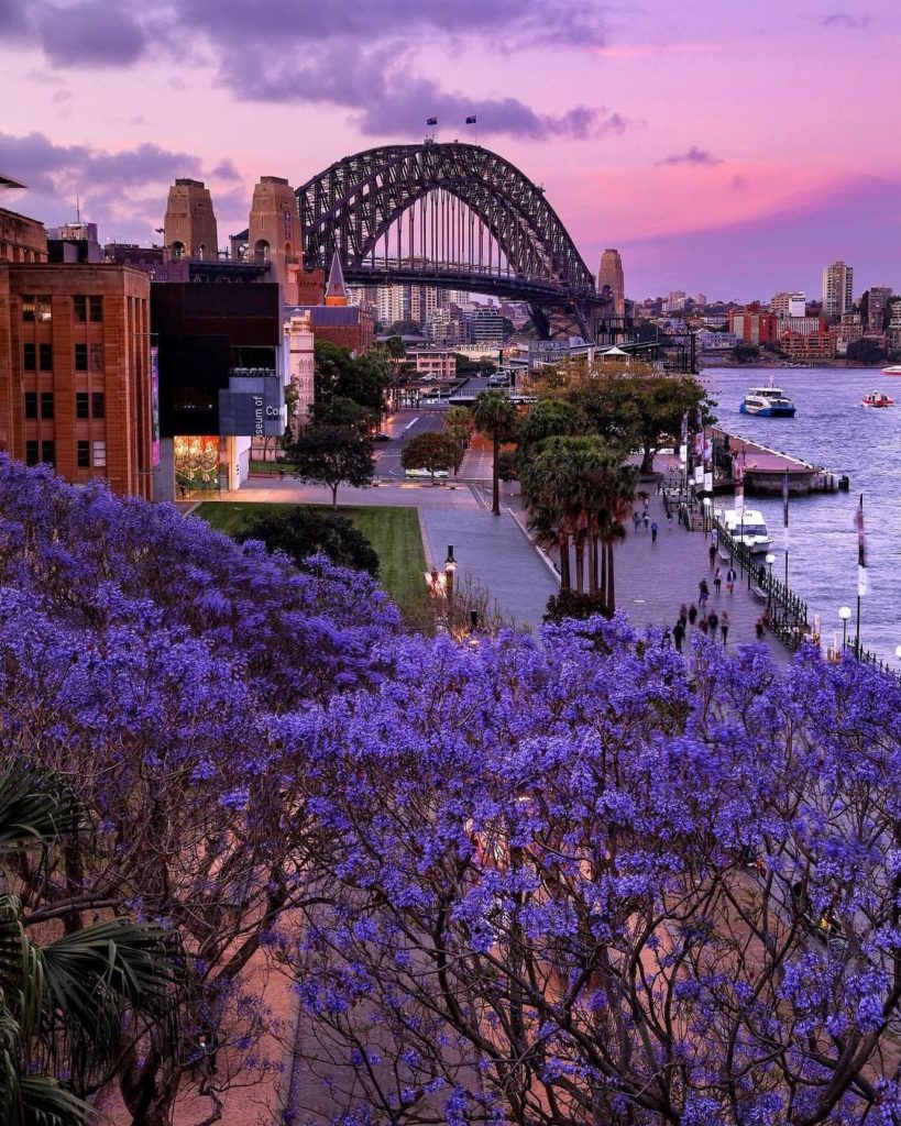 Japan Airline: .
The purple leaves of jacaranda trees set the mood in Sydney from October to No… .
The purple leaves of jacaranda trees set the mood in Sydney from October to No...