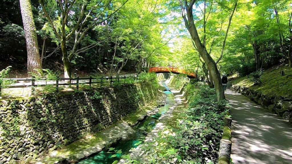 Japan Walking #41 Green Maple Trees at Kitano Tenmangu Shrine