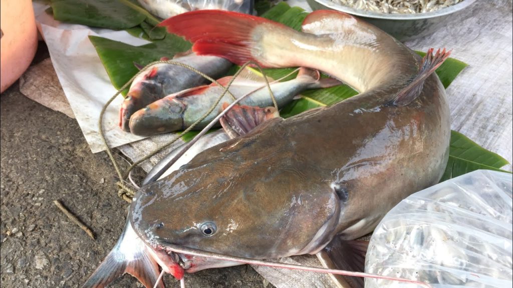 Thailand Fish Market in Morning