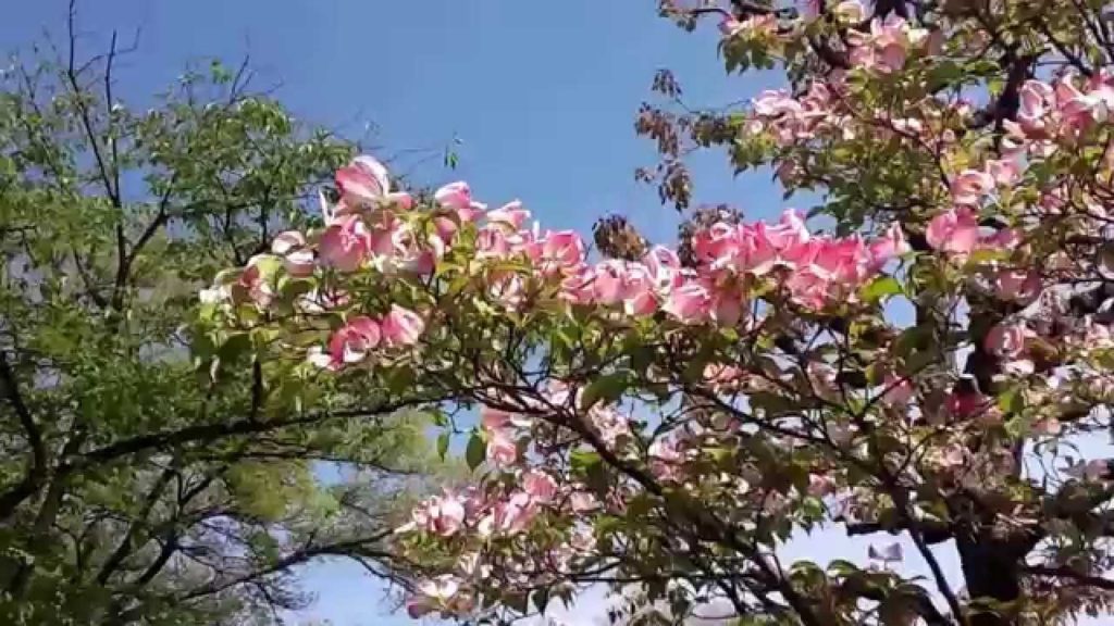 Osaka Castle Park Quick Spring Tour