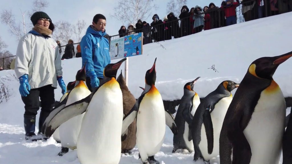 Penguin Walk- Asahiyama Zoo (Dec 2018) in 4K