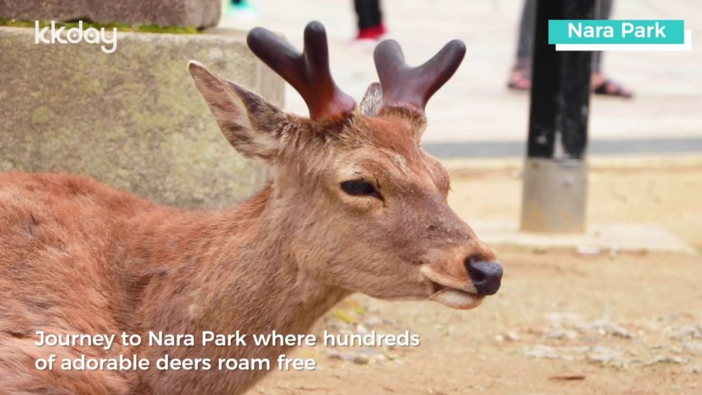 Osaka Day Tour: Nara Park, Arashiyama, and Port of Kobe