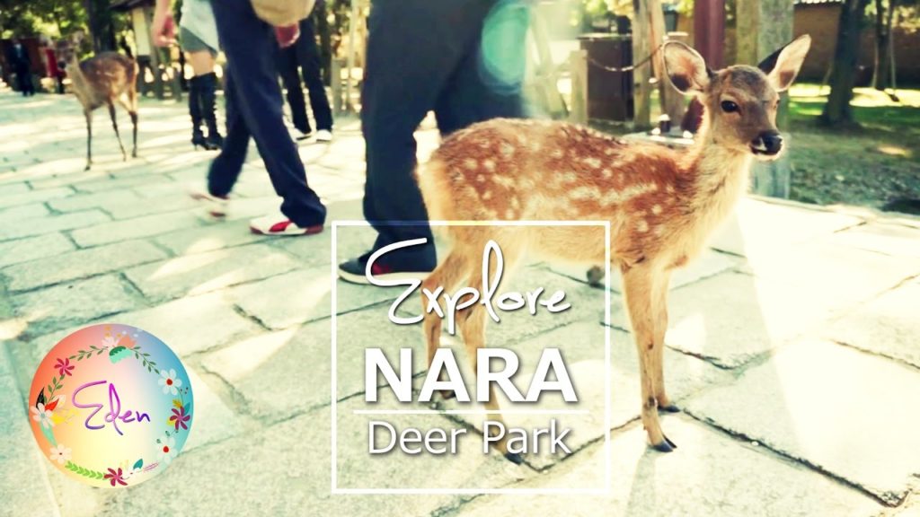 Bowing Deer - Nara Deer Park | Japan Tour 2017
