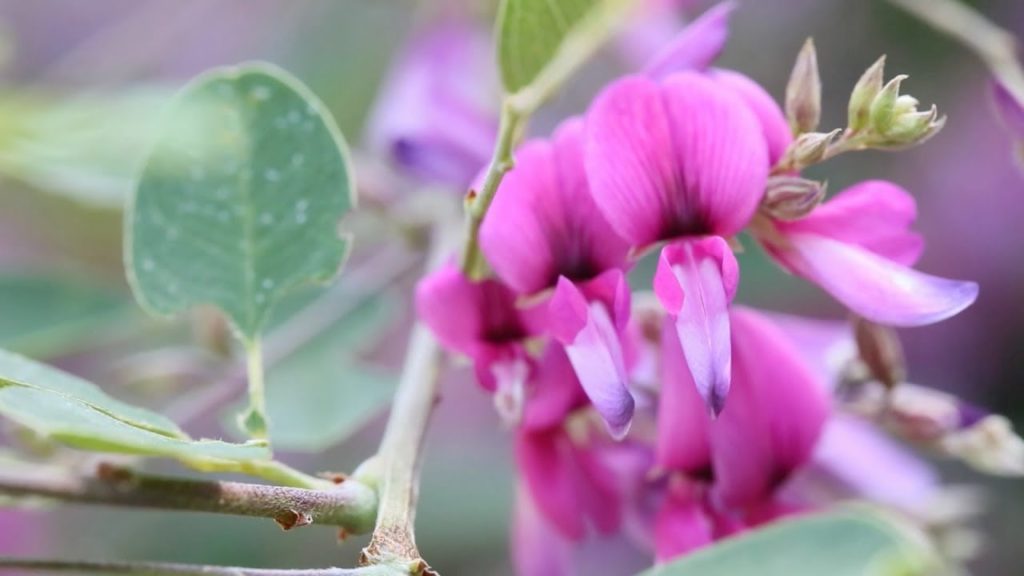 Sendai Wild Herb Garden, Japan