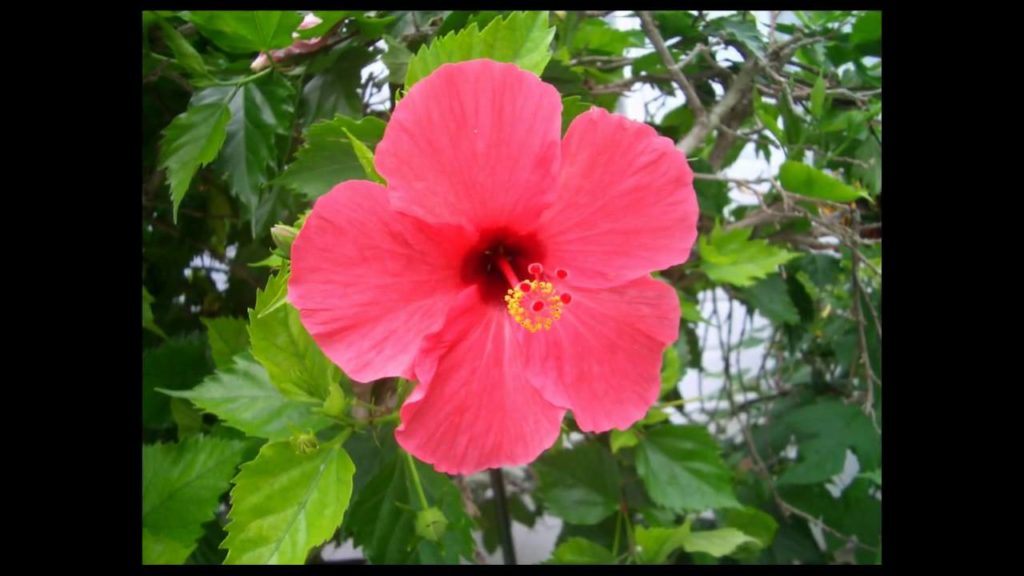 YORON ISLAND (Japan)鹿児島県 与論島