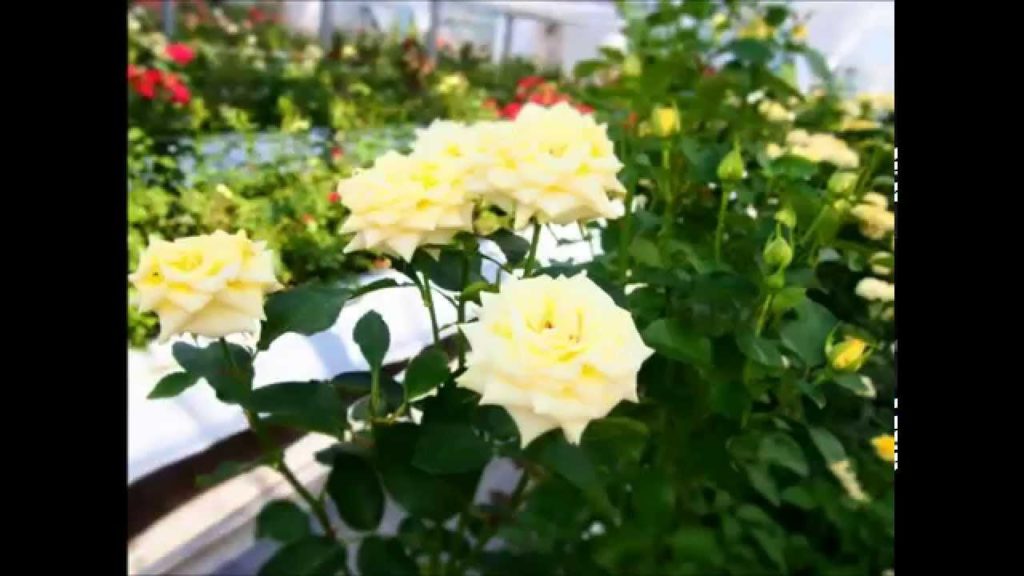 Rose Flowers of Kanoya Bara Park, Kagoshima, Japan (17 May 2015)