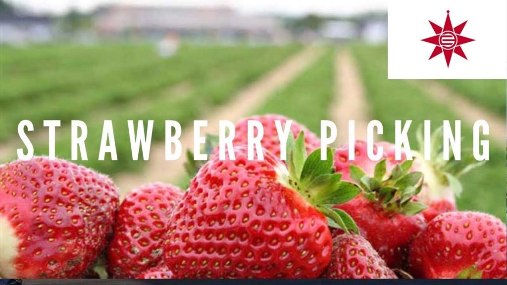 Strawberry Picking at Tsukuihama 2019