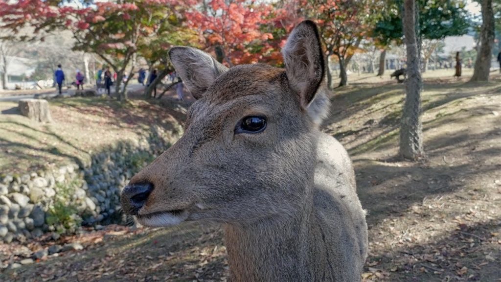 Japan – Nara Japan – Nara