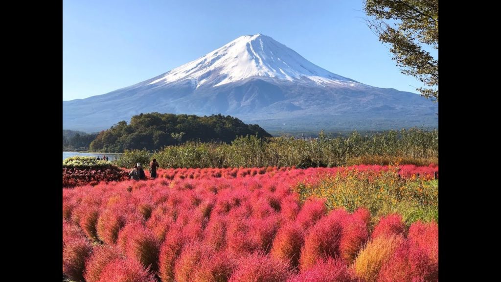 Red kochia and Mt.Fuji in Japan 河口湖コキア紅葉と富士山2018 Red kochia and Mt.Fuji in Japan 河口湖コキア紅葉と富士山2018