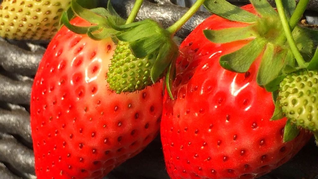 ALL YOU CAN EAT Fresh Strawberries in Tokyo – H.I.S. Food Bus Tour ALL YOU CAN EAT Fresh Strawberries in Tokyo - H.I.S. Food Bus Tour