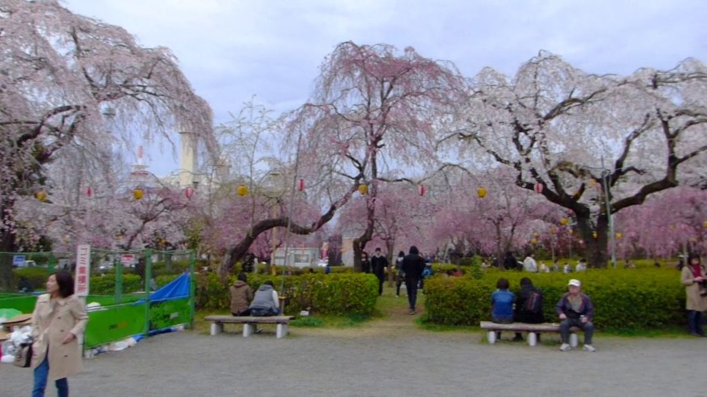 Sakura in Sendai Tsutsujigaoka park (April 7th 2018)