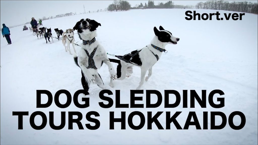DOG SLEDDING TOURS HOKKAIDO short.ver 北海道で犬ぞり！
