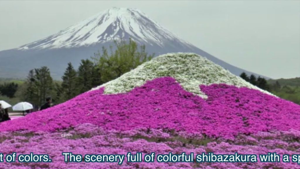 YOKOSO Japan Tour -- Fuji Shibazakura (moss phlox) Festival (富士芝櫻祭典)--E05