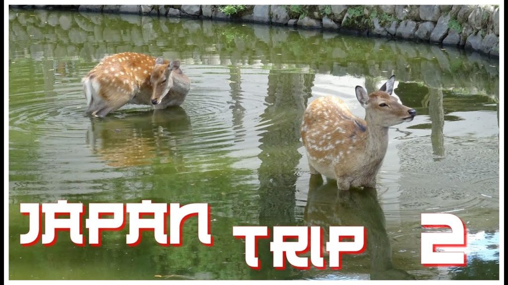 Nara et le Mont Inari / Kyoto | Japan Trip #2