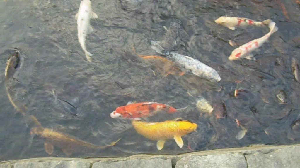 Feeding Carp Fish In A Nagasaki Canal in Japan